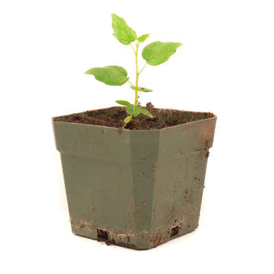 Live Bodhi Tree